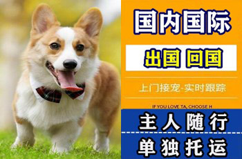 顺义区宠物托运公司顺义区宠物托运公司顺义区宠物托运公司