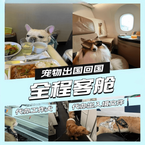 顺义区宠物托运到白俄罗斯宠物入境规定和要求